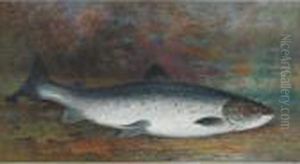 Speckled Trout