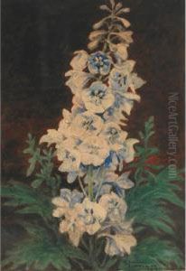 Larkspur