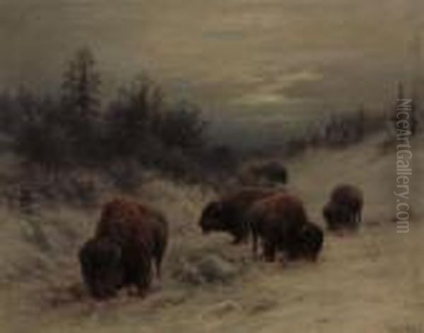 Bison Grazing - view 1