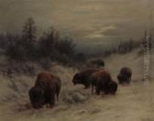 Bison Grazing