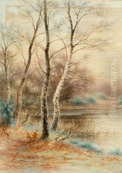Birch Trees - view 1