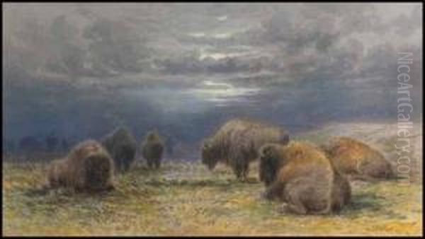 Buffalo Grazing During The Approaching Storm - view 1