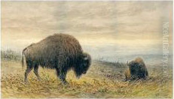 Buffaloes - view 1