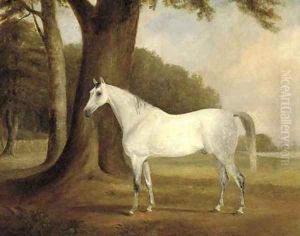A dappled grey in a landscape A dappled grey in a landscape