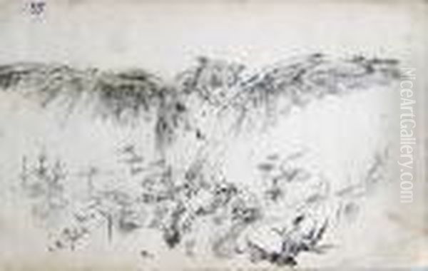 An Owl - view 1