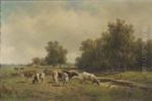 Cows In Evening Light