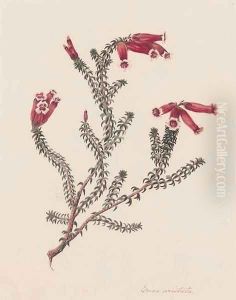 Four botanical drawings of heather Erica Artistata by Matilda Floud