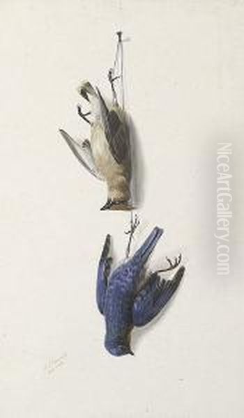 Nature Morte: Cedarwax Wing And Eastern Blue Bird - view 1