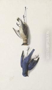 Nature Morte: Cedarwax Wing And Eastern Blue Bird Nature Morte: Cedarwax Wing And Eastern Blue Bird