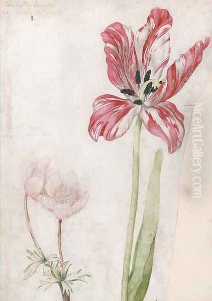 A tulip and anemones - view 1