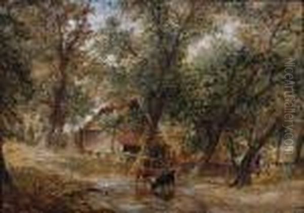 Cattle Watering At A Woodland Pool - view 1