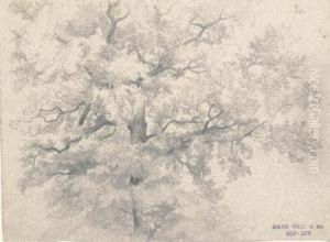 Etude D'arbre Etude D'arbre