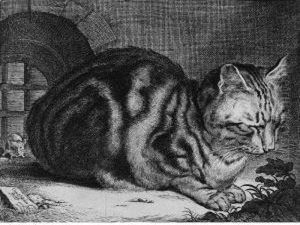 The Large Cat (dutuit 46; Holl. 42) by Cornelius de Visscher