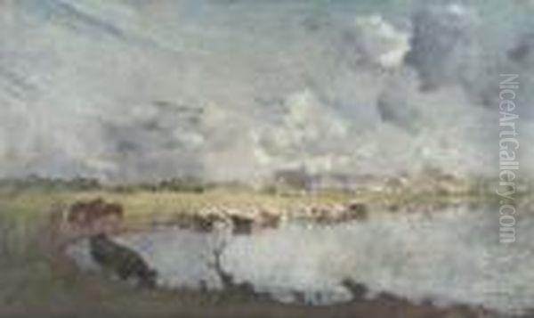 Cows Drinking In The Ijssel - view 1