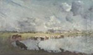 Cows Drinking In The Ijssel Cows Drinking In The Ijssel