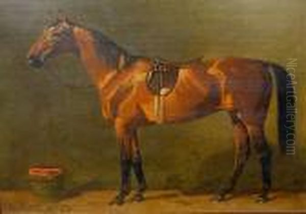 Gesattelter Brauner Im Stall - view 1