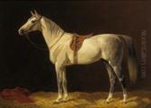Gesattelter Schimmel
