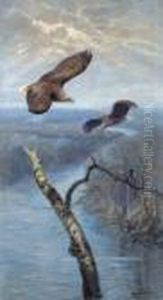 Adler Im Flug