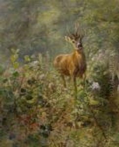 Rehbock Auf Der
 Waldlichtung.
