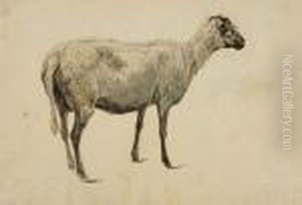 Stehendes Schaf. - view 1
