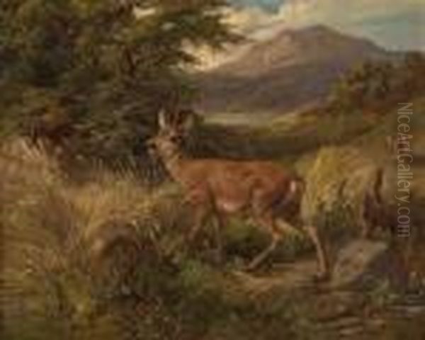 Rehbock In Sommerlandschaft - view 1