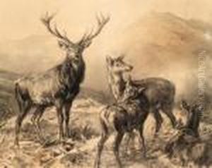 Hirschfamilie Im Wald Hirschfamilie Im Wald