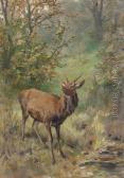 A Roebuck - view 1