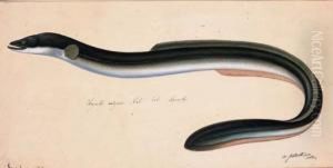 An Eel by August Von Pelzeln