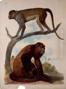 Studies Of Two Monkeys by August Von Pelzeln