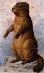 A Marmot by August Von Pelzeln
