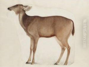 A Fragment Of A Study Of An Antelope by Franz Anton von Scheidel
