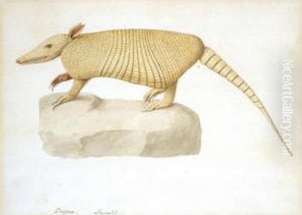 Armadillo - view 1