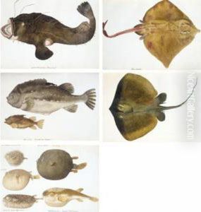A Folio Volume Of Watercolours Of Fish by Franz Anton von Scheidel