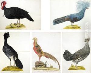 A Folio Volume Of Watercolours Of Birds by Franz Anton von Scheidel