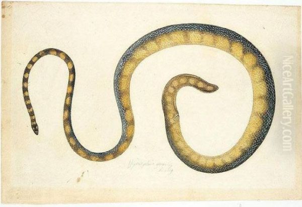 Three Studies Of Snakes - view 1