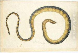 Three Studies Of Snakes by Franz Anton von Scheidel