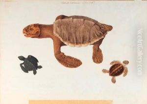 Study Of A Turtle, With Two Subsidiary Studies Of Smallturtles by Franz Anton von Scheidel