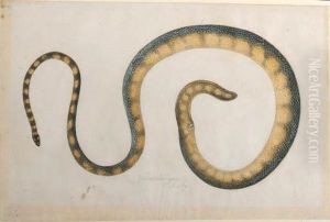 A Snake