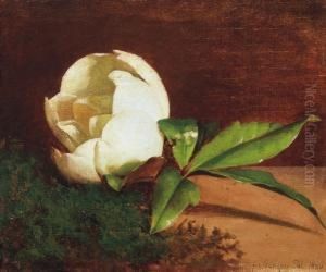 White Magnolia