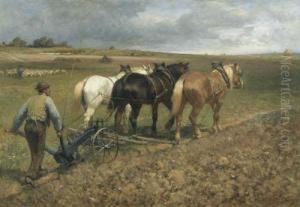 Team Of Oxen.