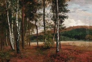 Birchforest Near Hoenebach