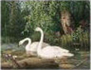 Joutsenpari Lammella (whooper Swans On A Lake) Joutsenpari Lammella (whooper Swans On A Lake)