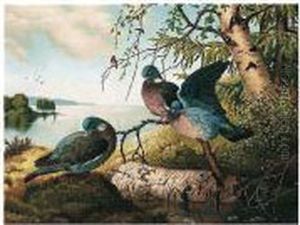 Kyyhkyset Jarven Rannalla (pigeons By A Lake)