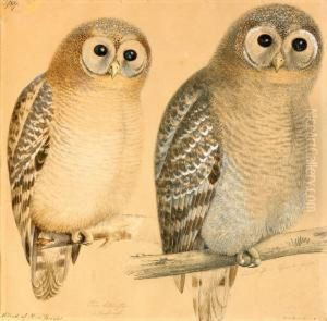 Strix Liturata I Ungdragt by Magnus Von Wright