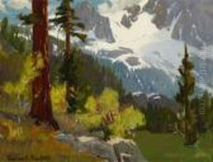 Redwood Trees