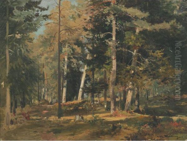 Sunlit Forest - view 1