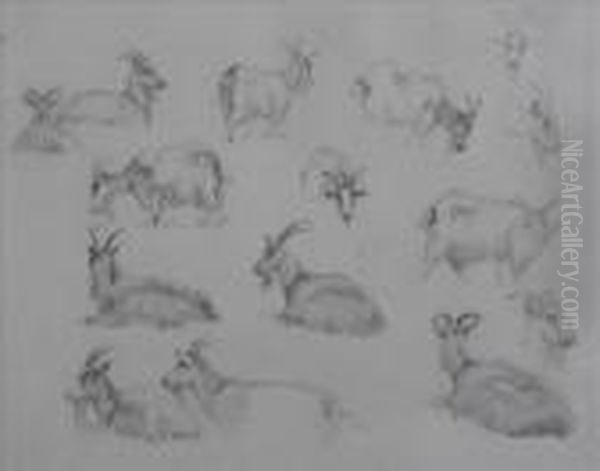 Rba Sketchesof Goats - view 1