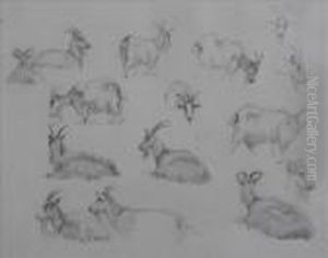 Rba Sketchesof Goats