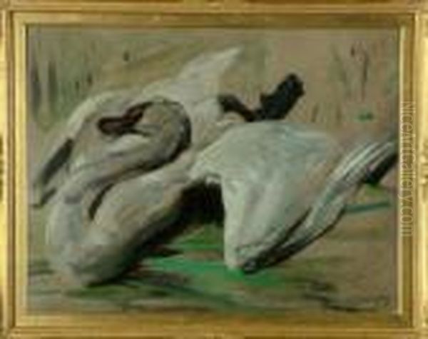 A Study Of A Swan - view 1