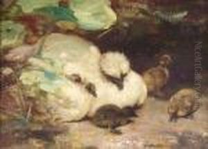 Silkie And Ducklings